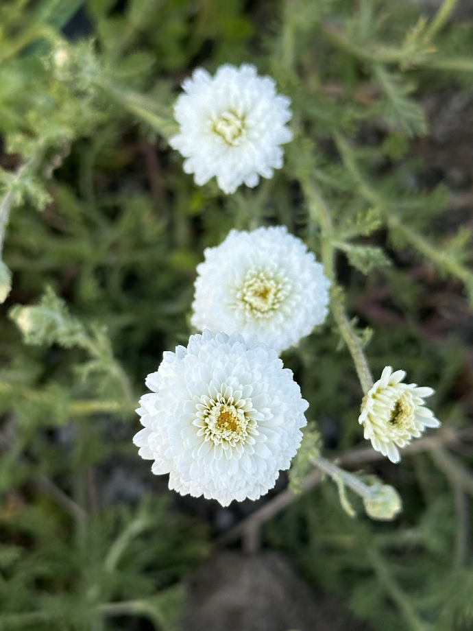 Roman Chamomile