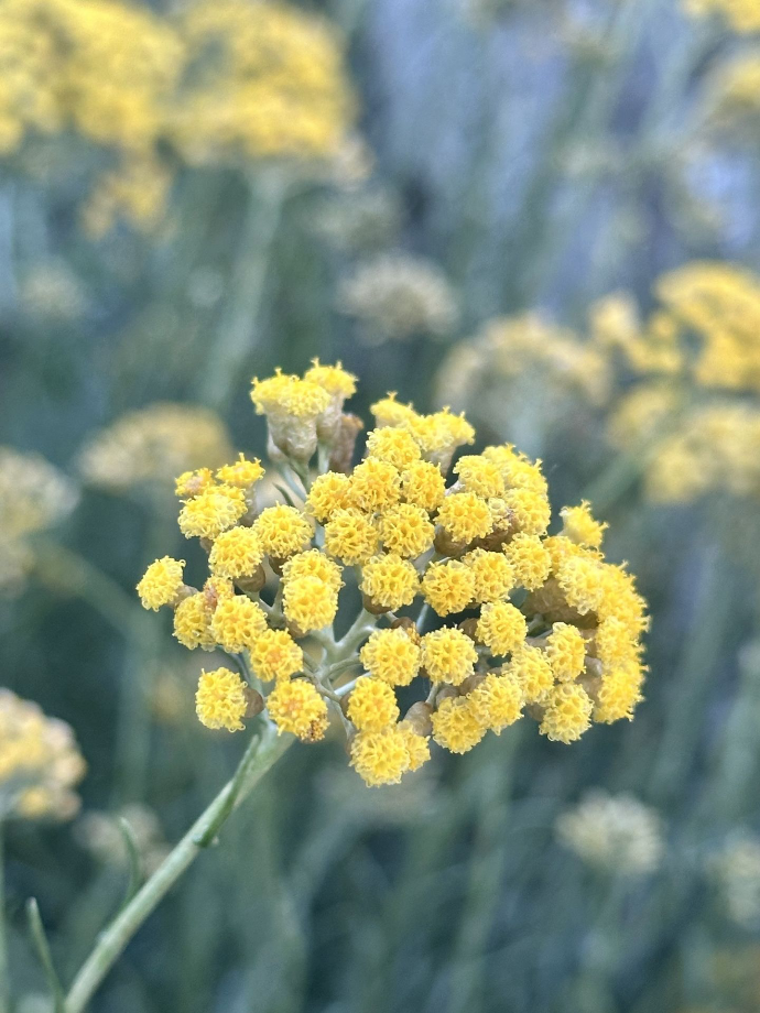 Immortelle