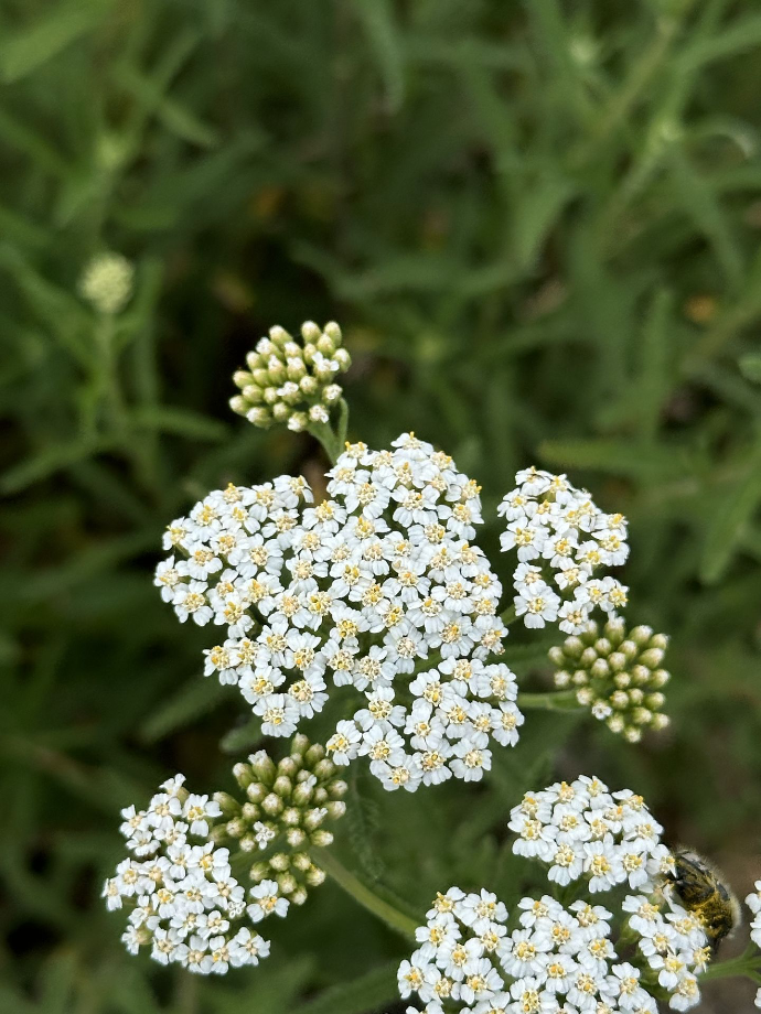 Yarrow