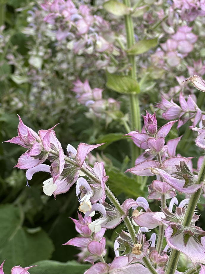 Clary Sage