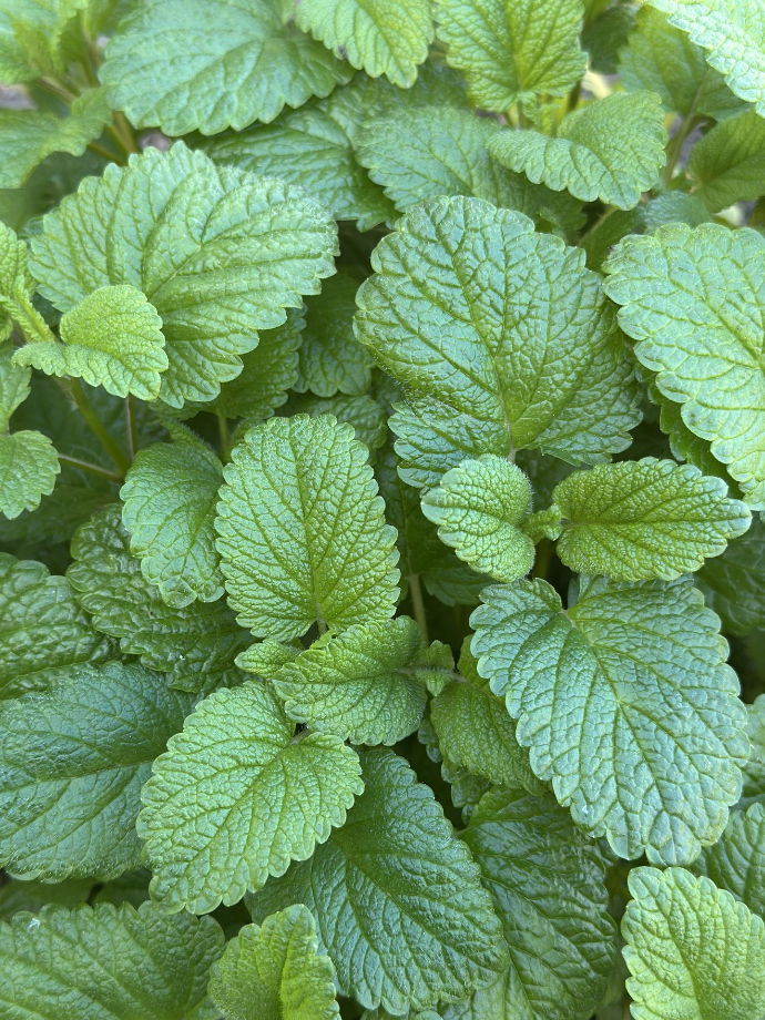 Lemon Balm