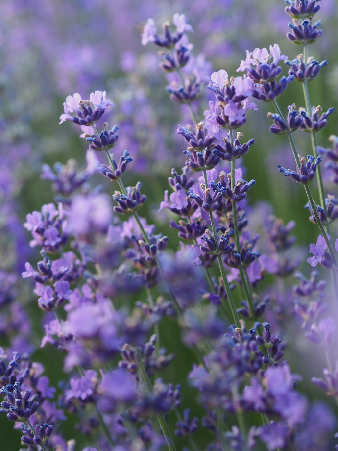Bulgaria lavender