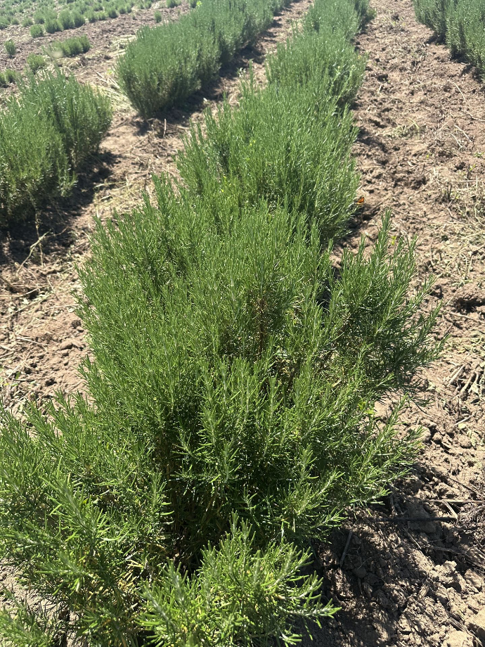 Rosemary