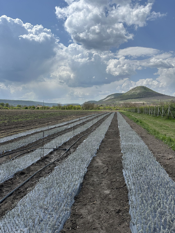 Lavender nursery