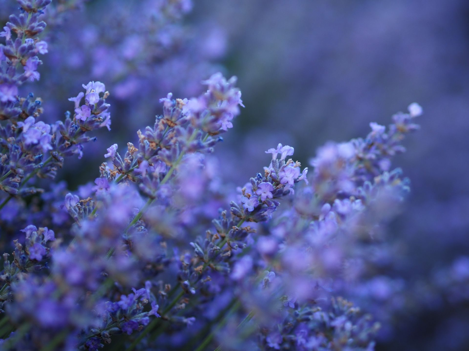 lavender flowers