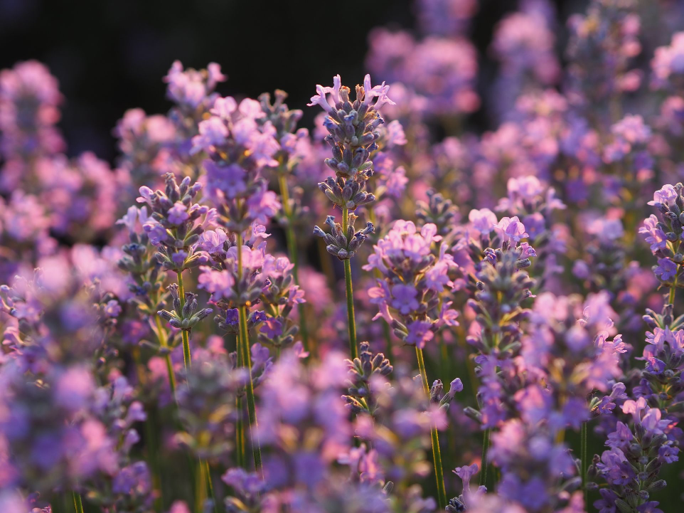 lavender flowers