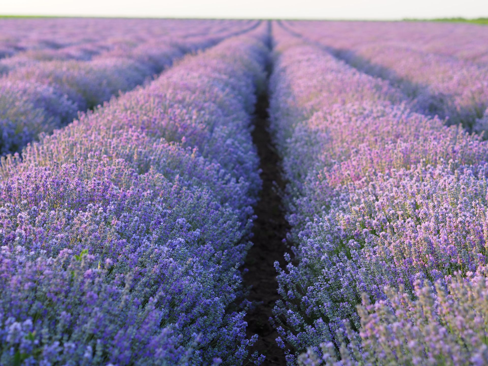 Lavender field