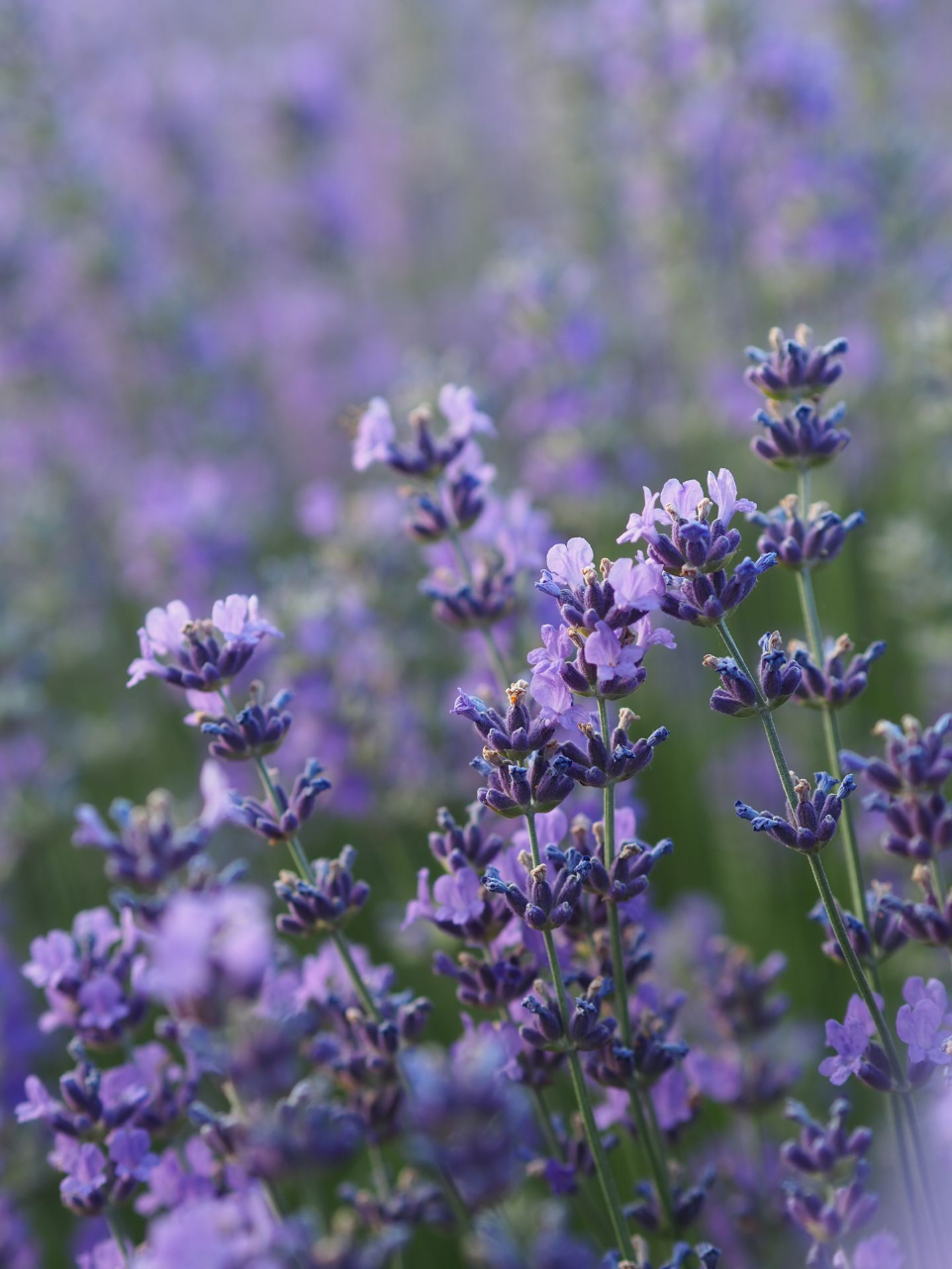 lavender flower