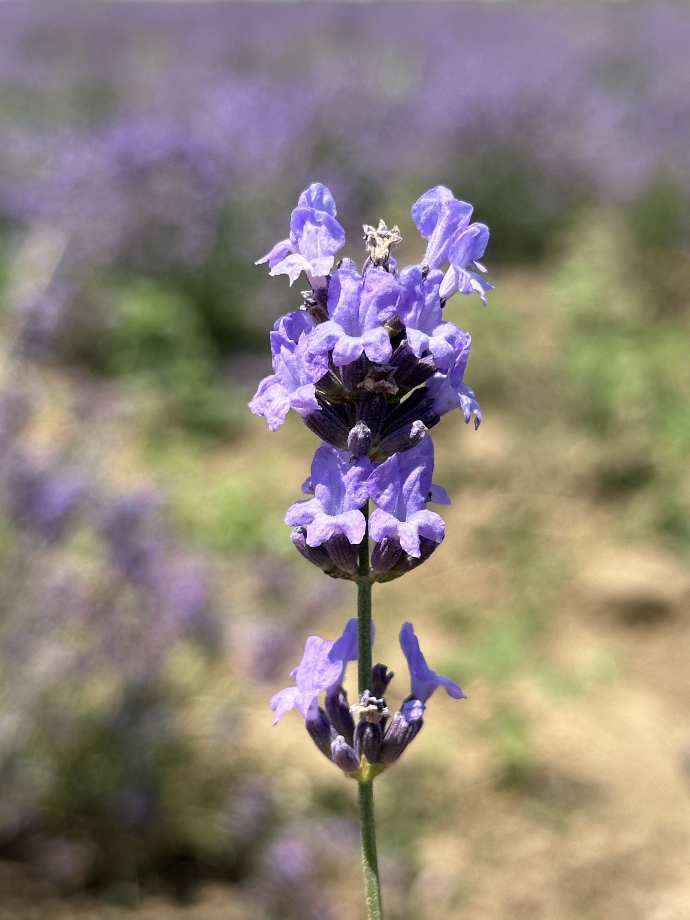 lavende flower
