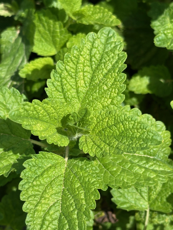 lemon balm