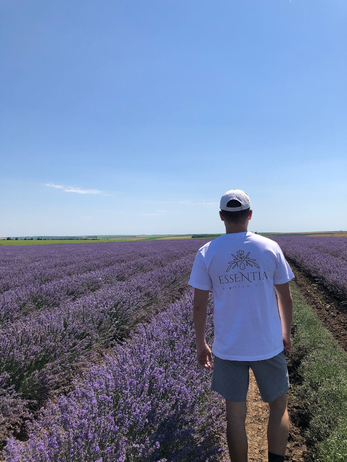 lavender harvest