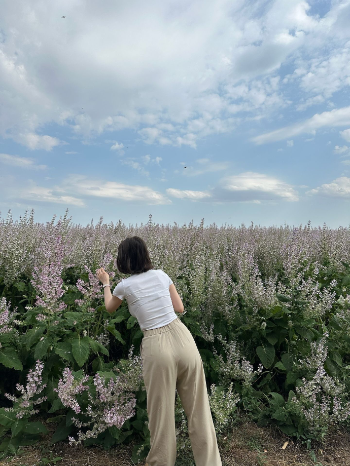 clary sage field