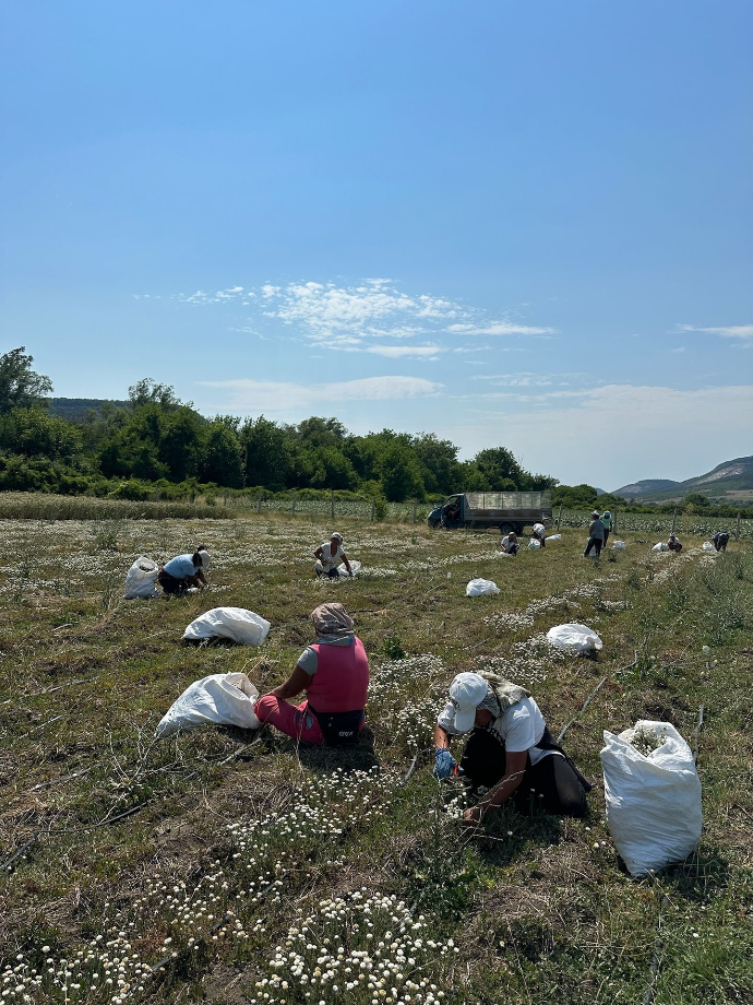 roman chamomile harvest