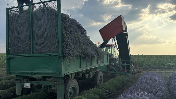lavender harvest