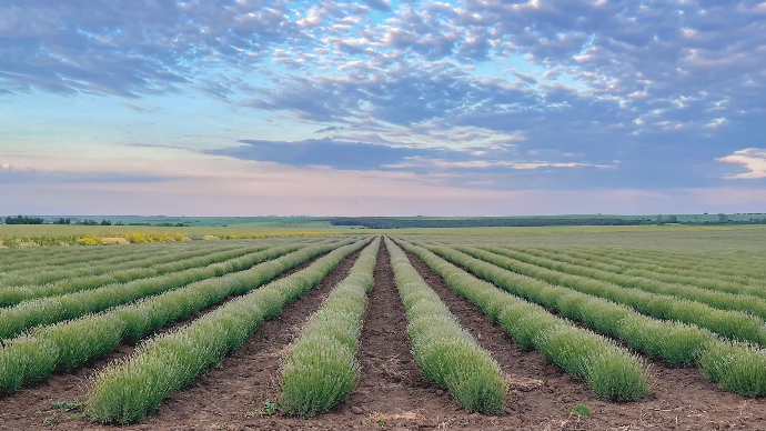 lavender field in spring