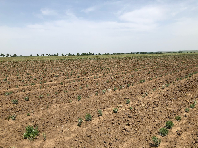 baby lavender field