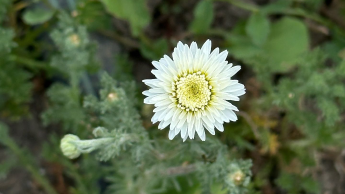 tiny roman chamomile