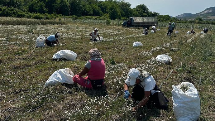 hand-picking roman chamomile