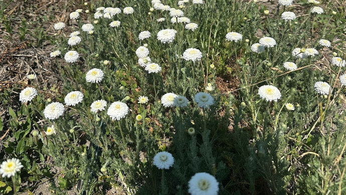 roman chamomile field