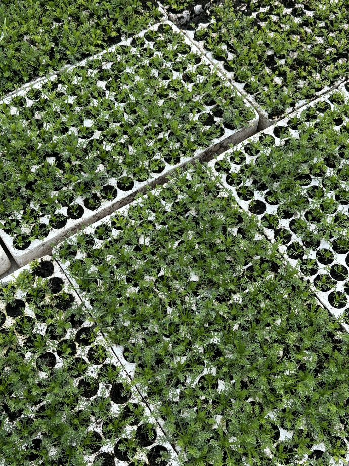 baby roman chamomile