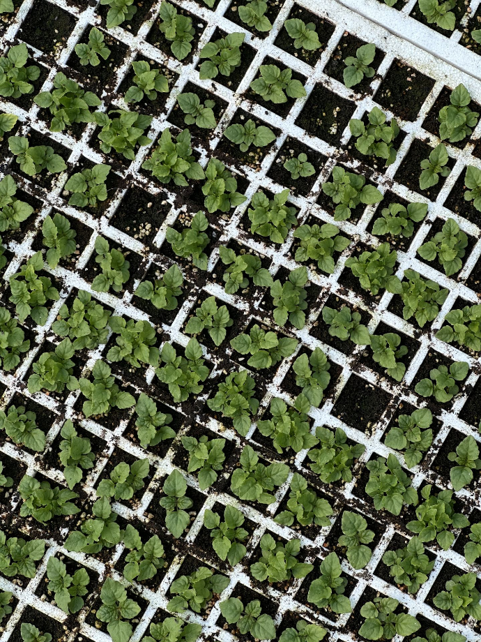 baby lemon balm