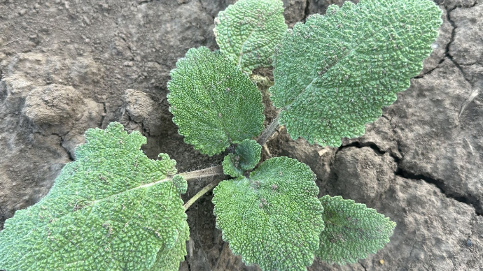 baby clary sage
