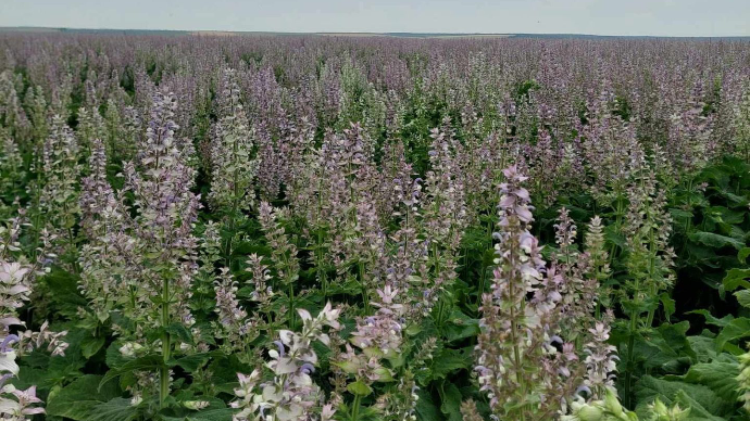 clary sage field