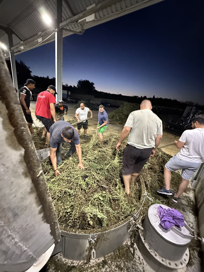 clary sage harvest