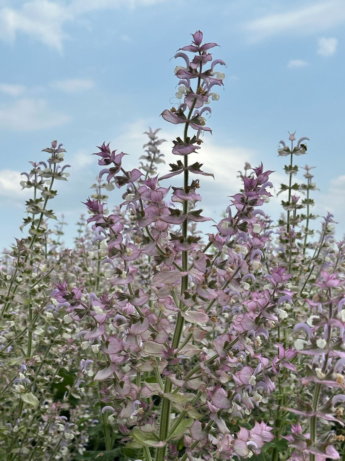 clary sage flower