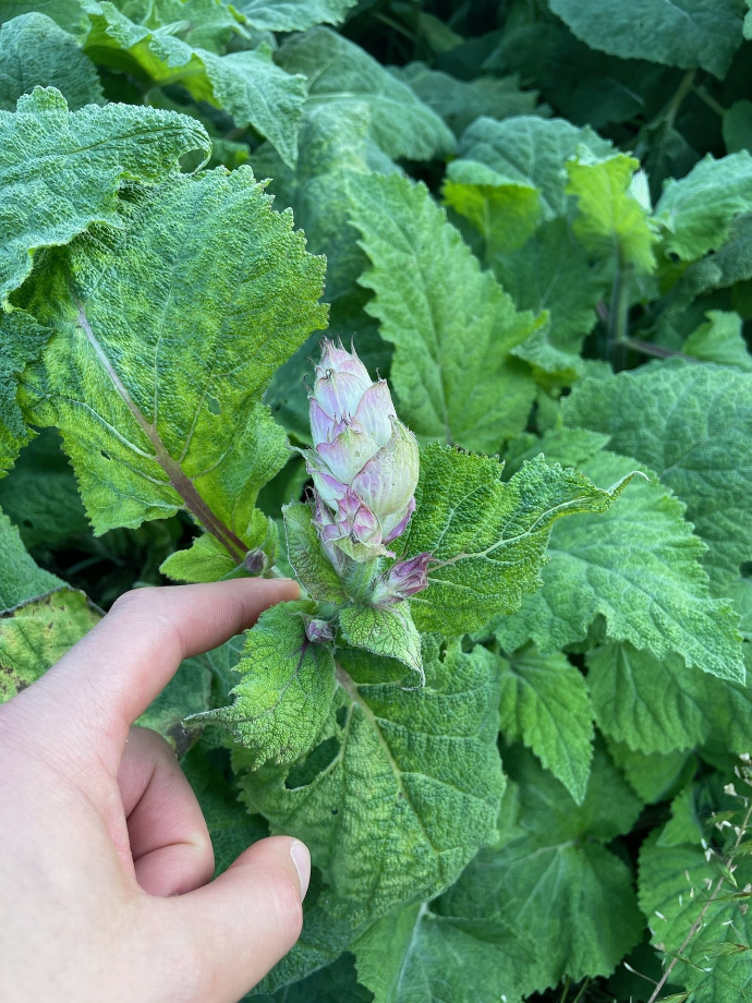 little clary sage 