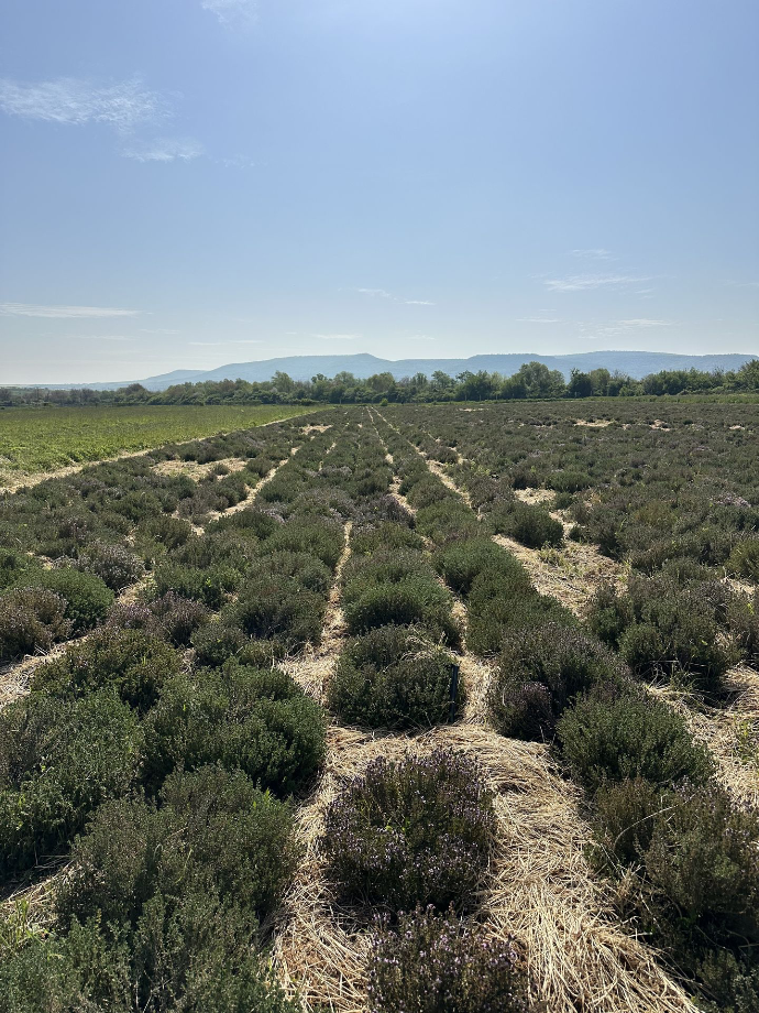 thyme field