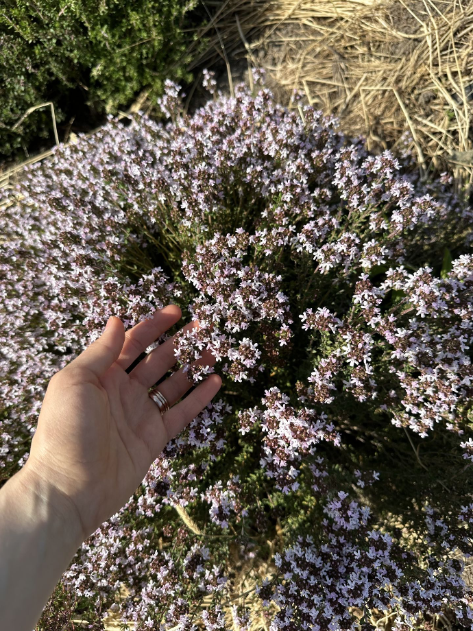 thyme 