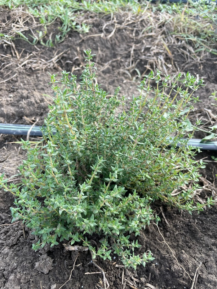 baby thyme