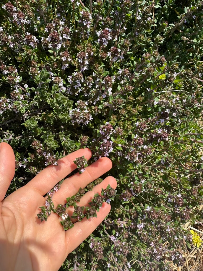 thyme