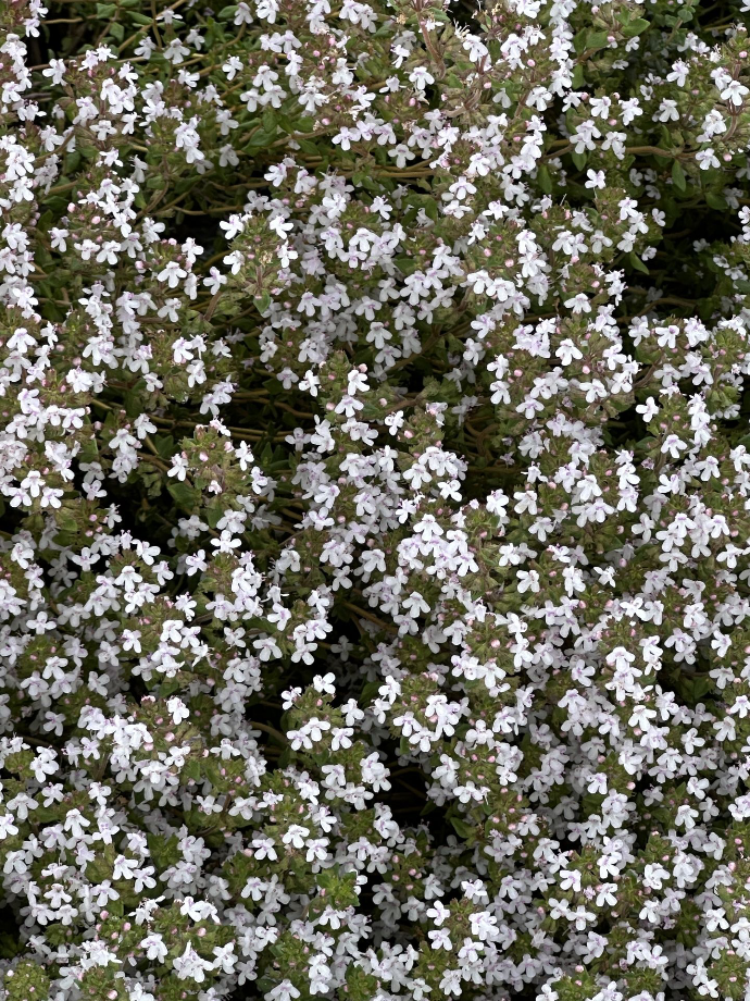 thyme
