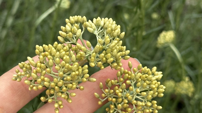 helichrysum