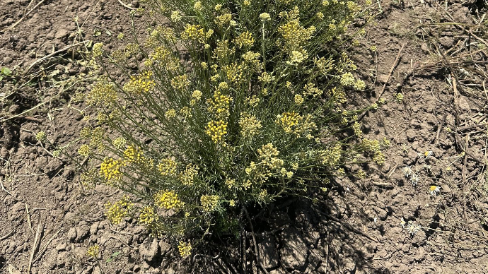 helichrysum field