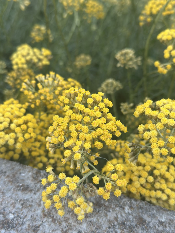 helichrysum