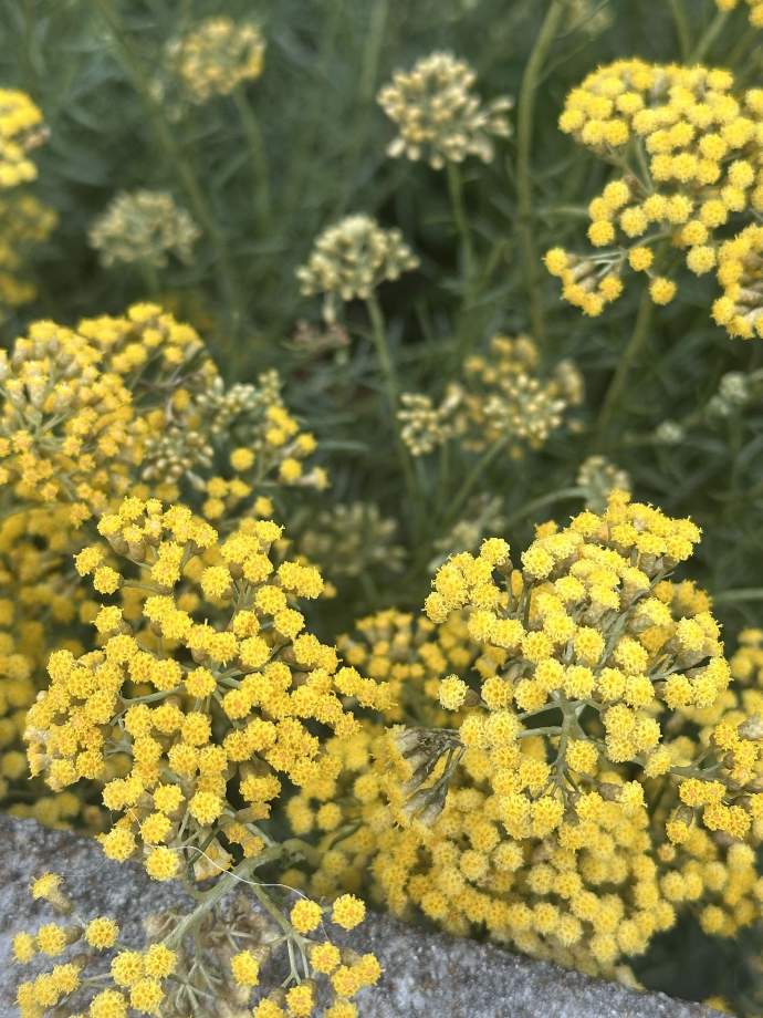 helichrysum