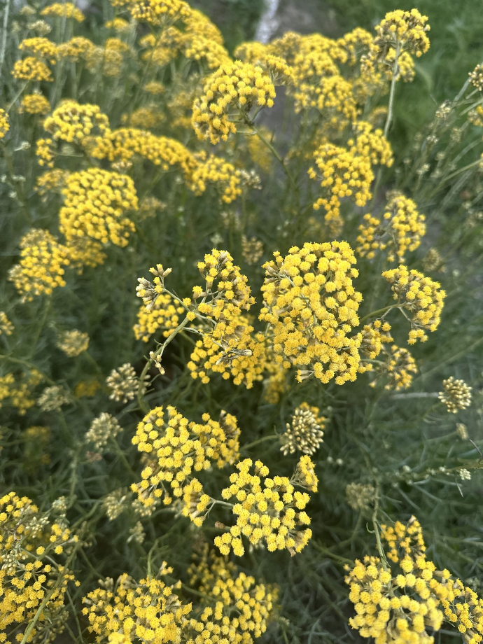 helichrysum