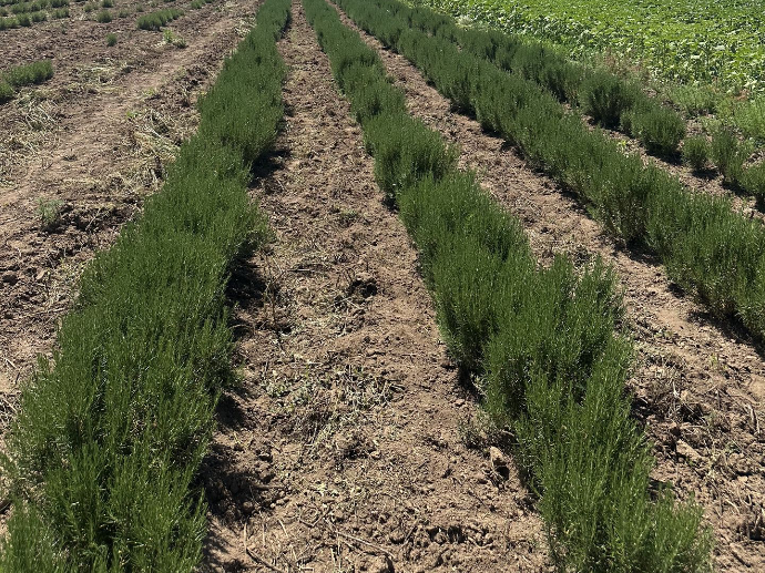rosemary field