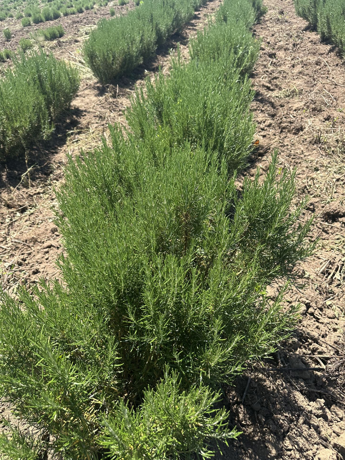rosemary