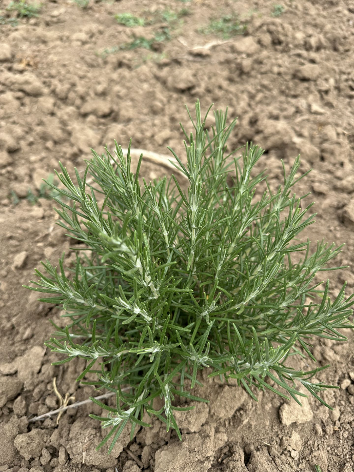 baby rosemary